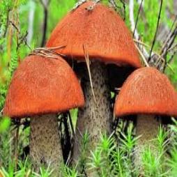 FASCYNUJĄCY ŚWIAT GRZYBÓW