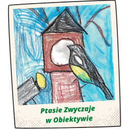 Ptasie zwyczaje w obiektywie